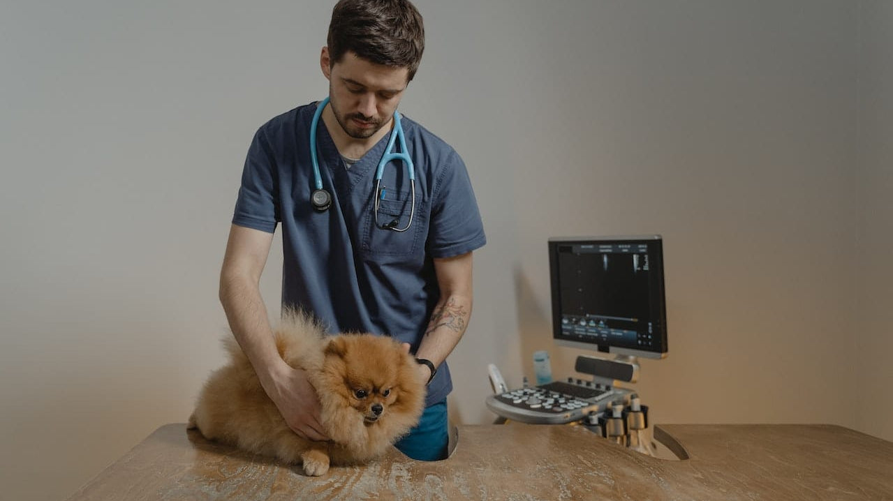 Finding The Perfect Vet Scrubs